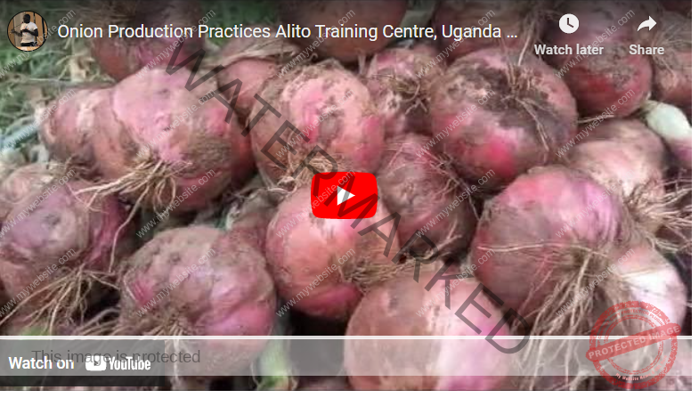 Growing Onions in Uganda: A Complete Guide for Farmers
