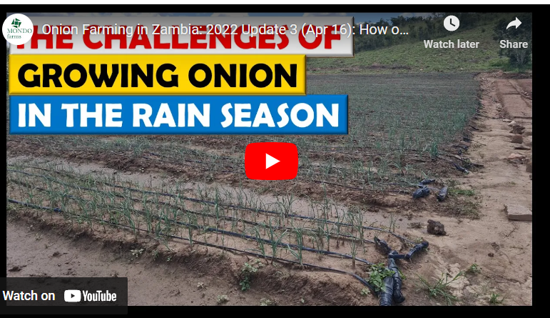 How to Plant Onions in Dry Season in Zambia
