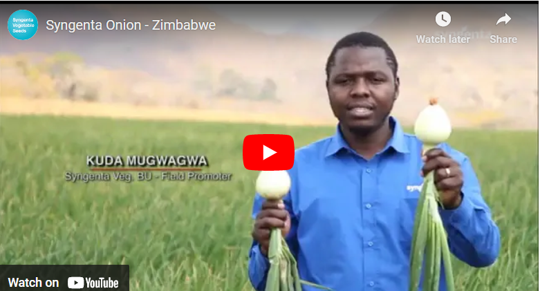 How to Plant Onions in Dry Season in Zimbabwe