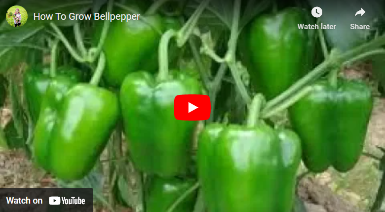 How to Plant Pepper in Dry Season in South Africa