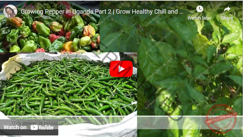 How to Plant Pepper in Dry Season in Uganda - Agrolearner.com