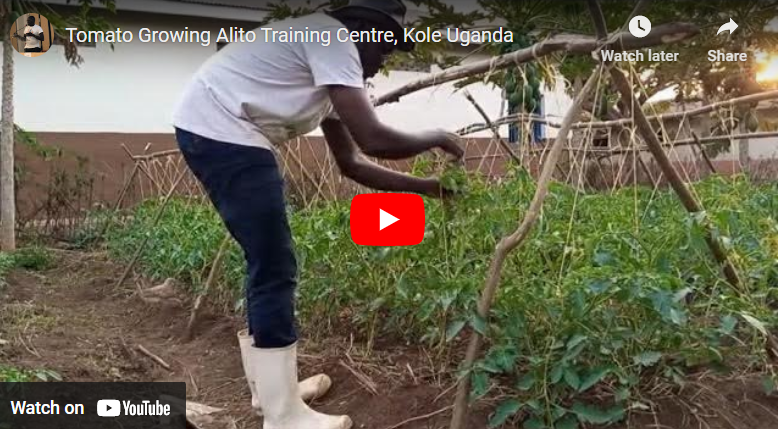 How to Plant Tomatoes in Dry Season in Uganda