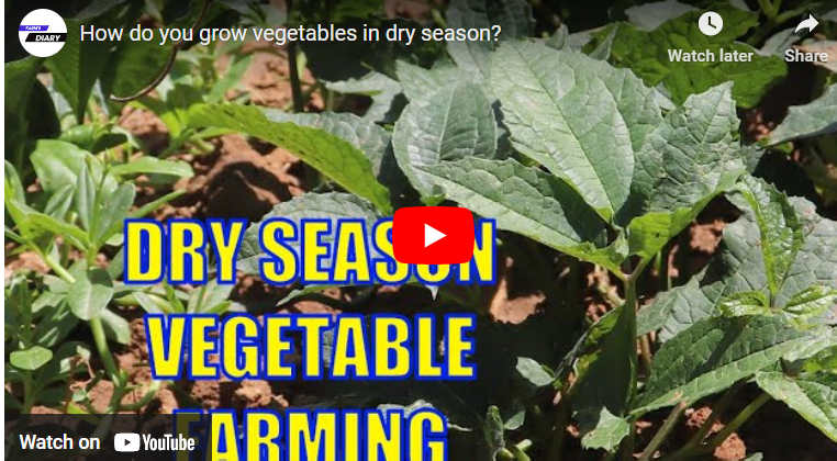 How to Plant Vegetables in Dry Season in Ghana