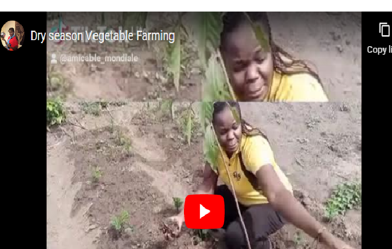 How to Plant Vegetables in Dry Season in Zambia