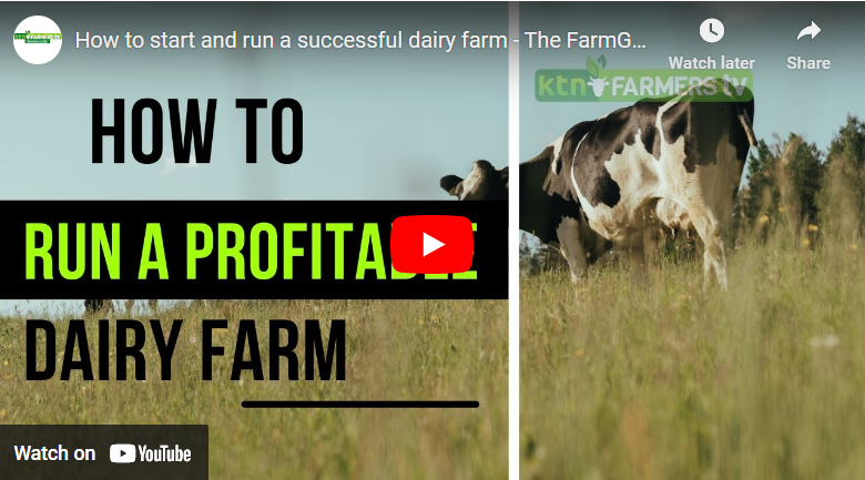 How to Start Cattle Farming in Kenya