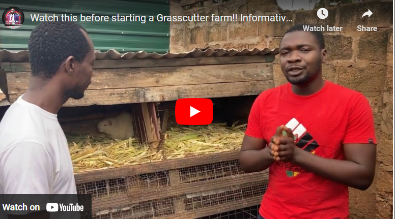 How to Start Grass Cutter Farming in South Africa