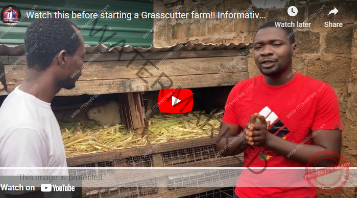 How to Start Grasscutter Farming in Zimbabwe