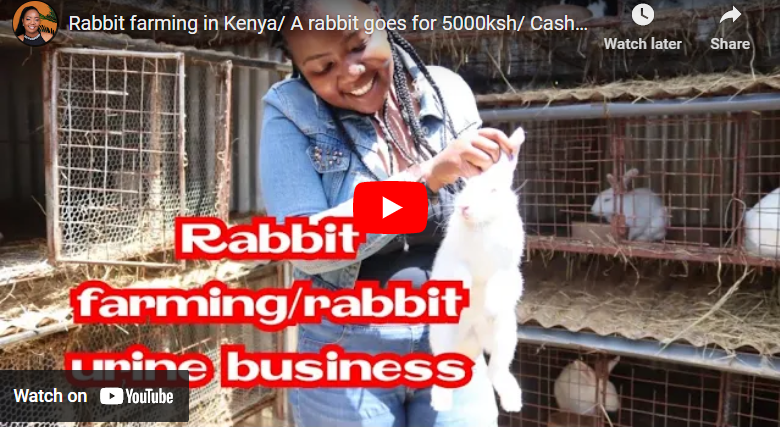 How to Start Rabbit Farming in Kenya