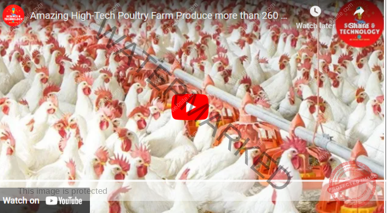 the richest poultry farmer in the world