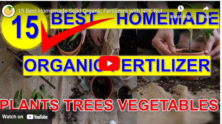 Best Fertilizer for Cabbage Organic & Inorganic