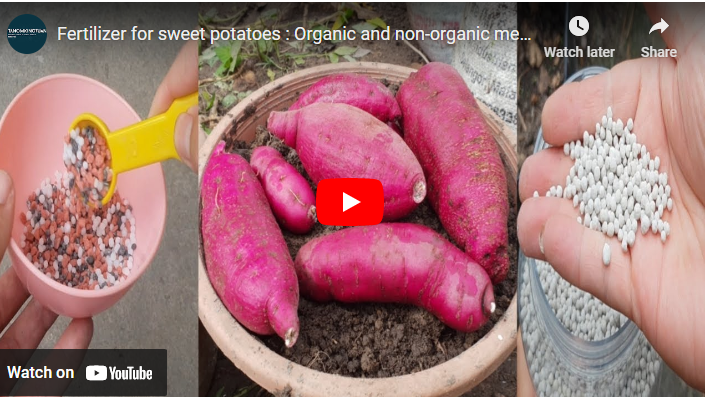 15 Best Fertilizer for Sweet Potatoes Farm [Organic & Inorganic]