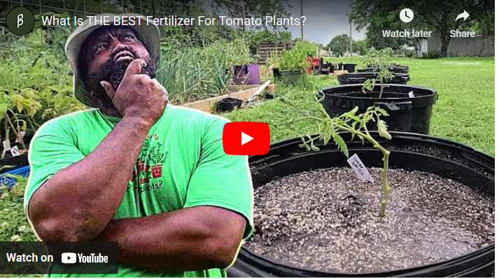 15 Best Fertilizer for Tomatoes Organic & Inorganic
