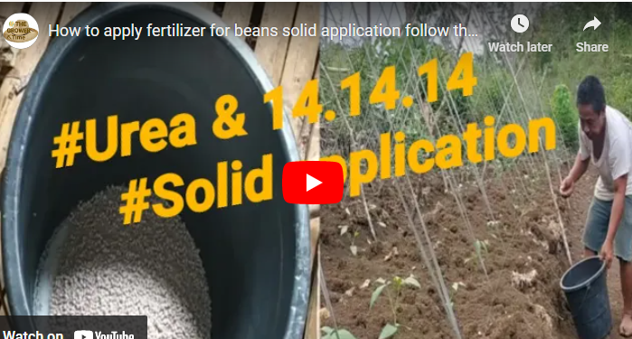 Best Fertilizers for Beans