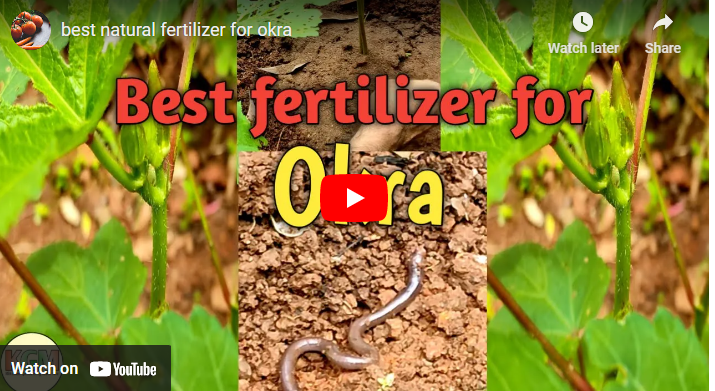 15 Best Fertilizers for Okra Farms [Organic & Inorganic]