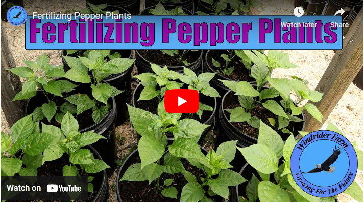 Best Fertilizer For Pepper