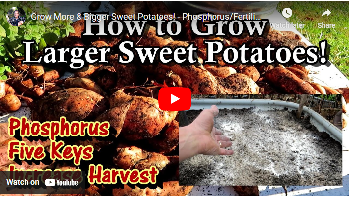 Best Fertilizer For Sweet Potato