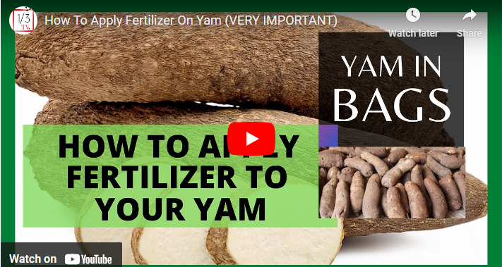 Best Fertilizer For Yam