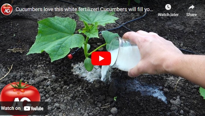 Best Fertilizer For cucumber