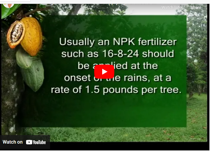 Best Fertilizer for Cocoa Organic & Inorganic