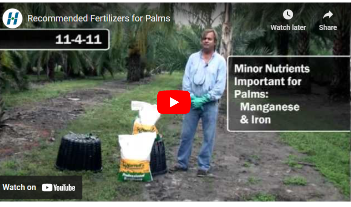 Best Fertilizer for Palm Tree