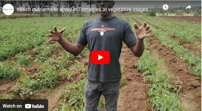 Best Fertilizer for Tomatoes In Africa