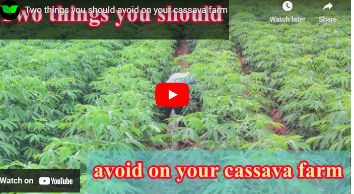 Best Fertilizers For Cassava in Africa