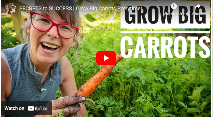 Best Fertilizers for Carrot