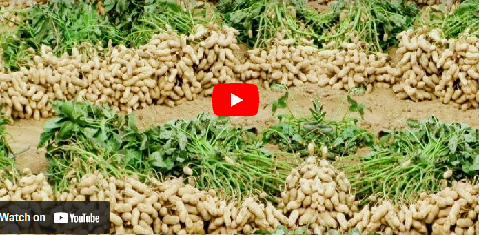 Best Fertilizers for Groundnut