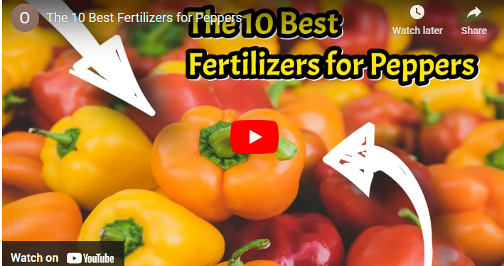 Best Fertilizers for Pepper
