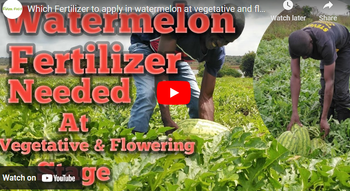 Best Fertilizers for Watermelon