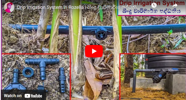 Drip Irrigation System in Sri Lanka