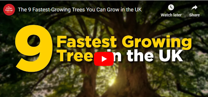 Fast Growing Trees In UK