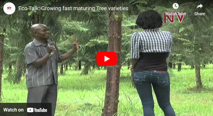 Fast Growing Trees in Kenya