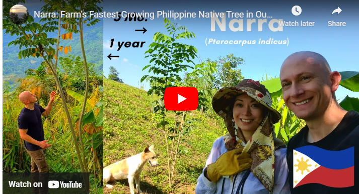 Fast Growing Trees in Philippines