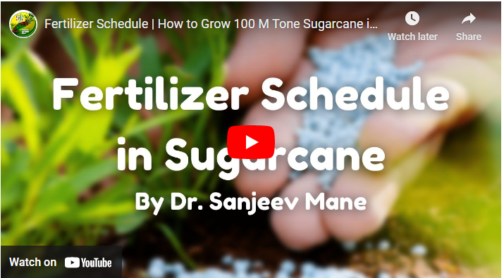 Fertilizer Schedule for Sugarcane