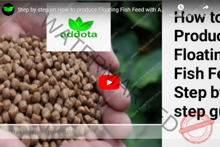 How To Formulate Fish Feed In the US