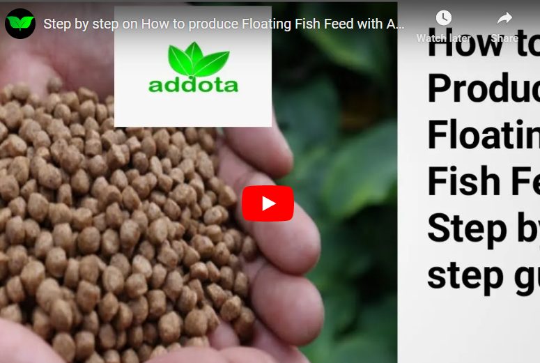 How To Formulate Fish Feed In the US