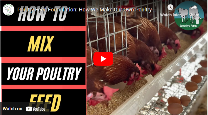How To Formulate Poultry Feed In Ghana
