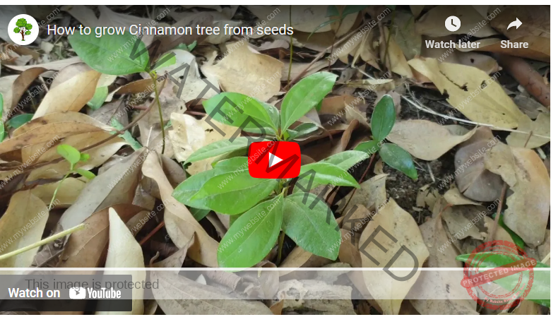 How To Grow Cinnamon In Australia