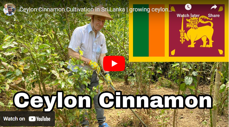 How To Grow Cinnamon In Sri Lanka