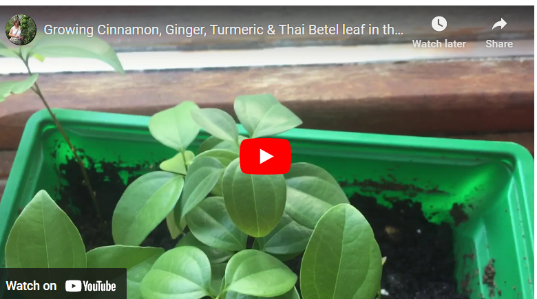 How To Grow Cinnamon In UK