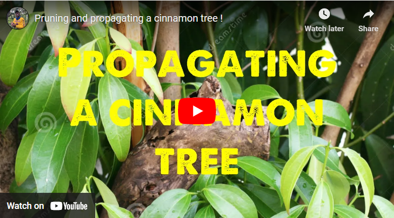 How To Grow Cinnamon In USA