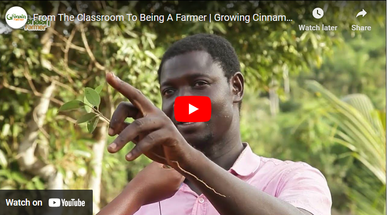 How To Grow Cinnamon in Ghana