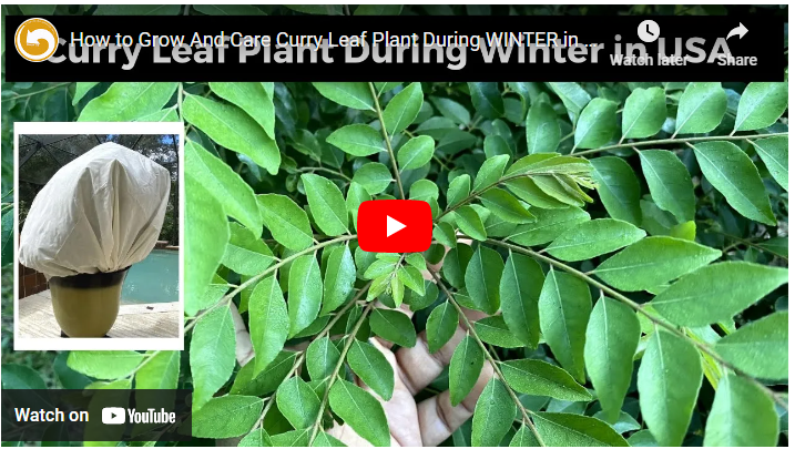 How To Grow Curry Leaves in the US