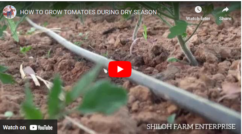 How To Plant Tomatoes in Dry Season in South Africa