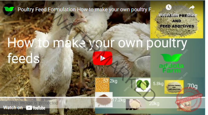  How To Formulate Poultry Feed In Nigeria Agrolearner