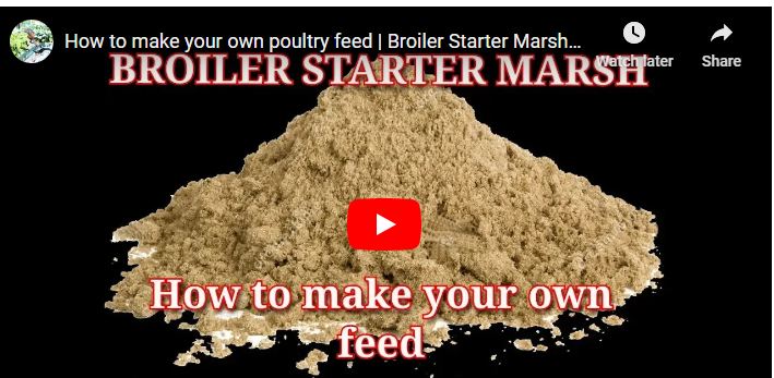 How to Formulate Poultry Feed in South Africa