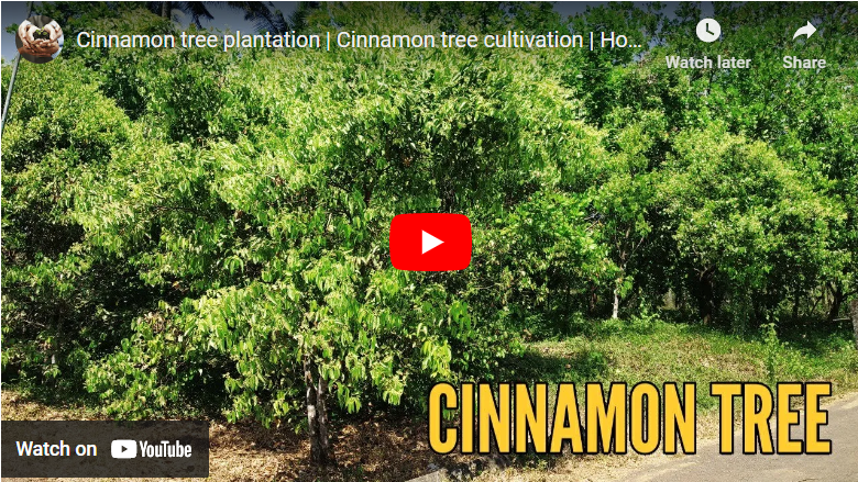 How to Grow Cinnamon in Nigeria
