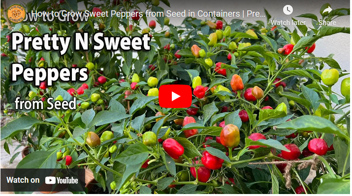 How to Grow Sweet Peppers