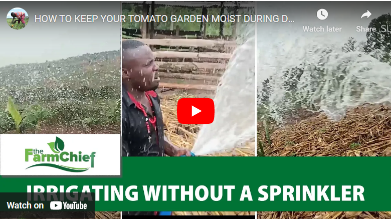 How to Plant Pepper in Dry Season in Ghana